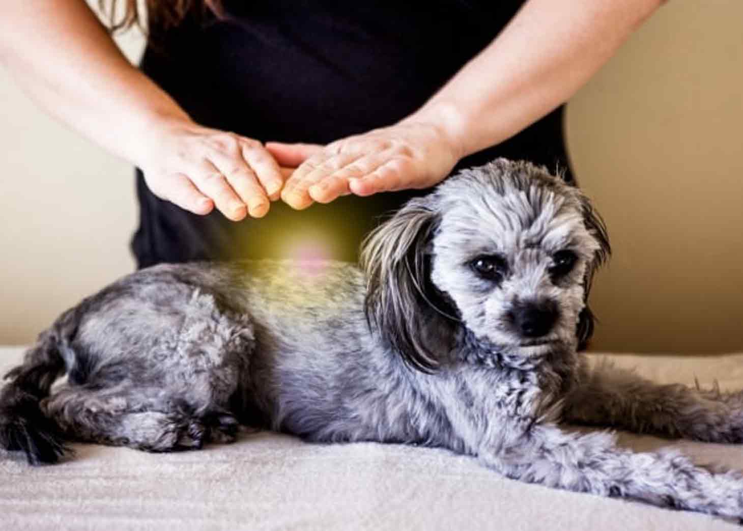 Reiki For Pets